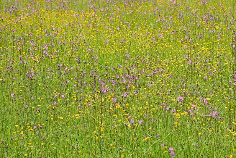Mountain meadow with wildflowers