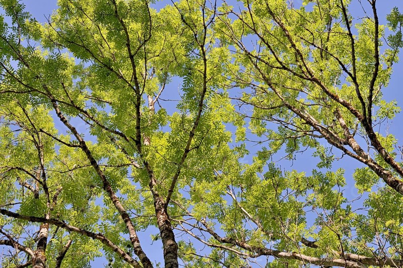 European ash