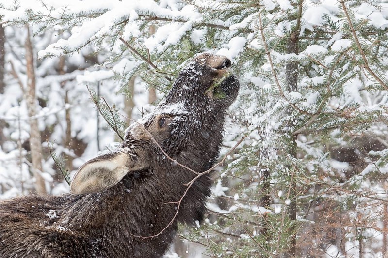 A ten months old bull moose eats balsam fir in a forest in winter. Alces americanus