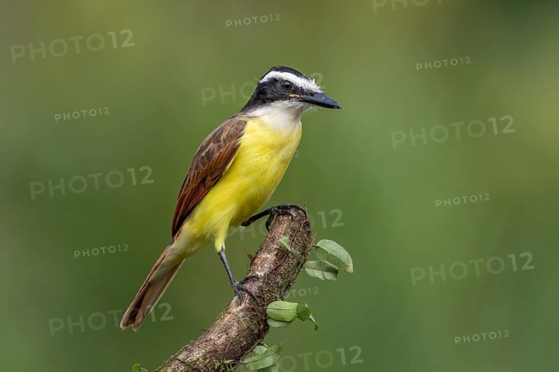 Great kiskadee