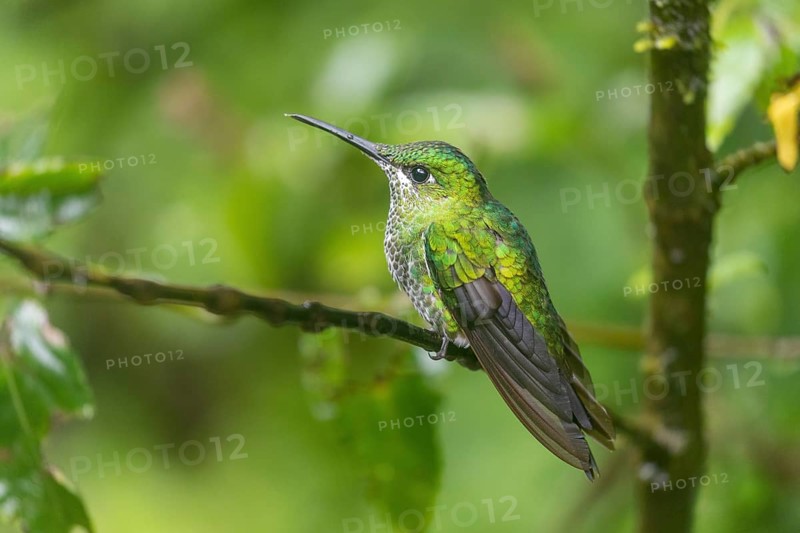 Green-crowned brilliant