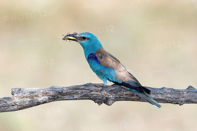 European roller