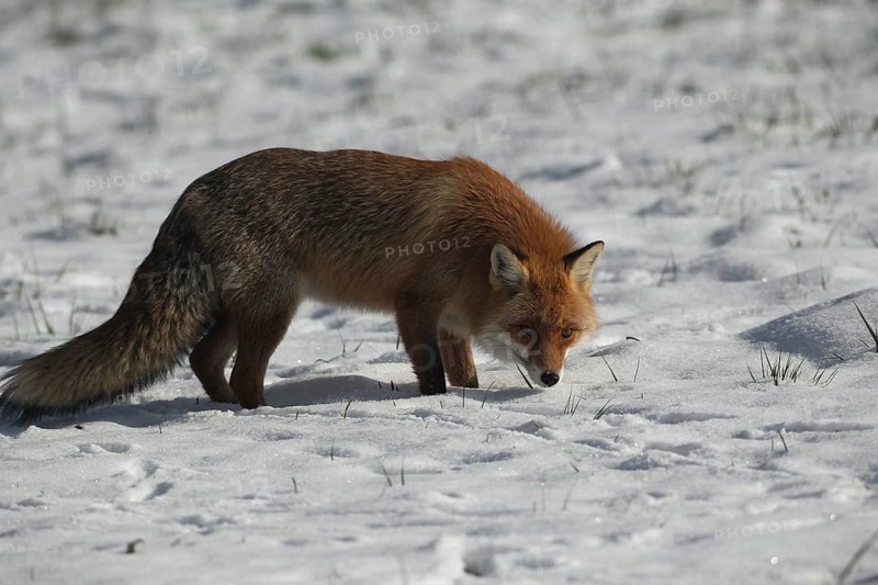 Red fox