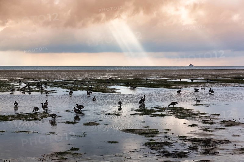 Brant geese