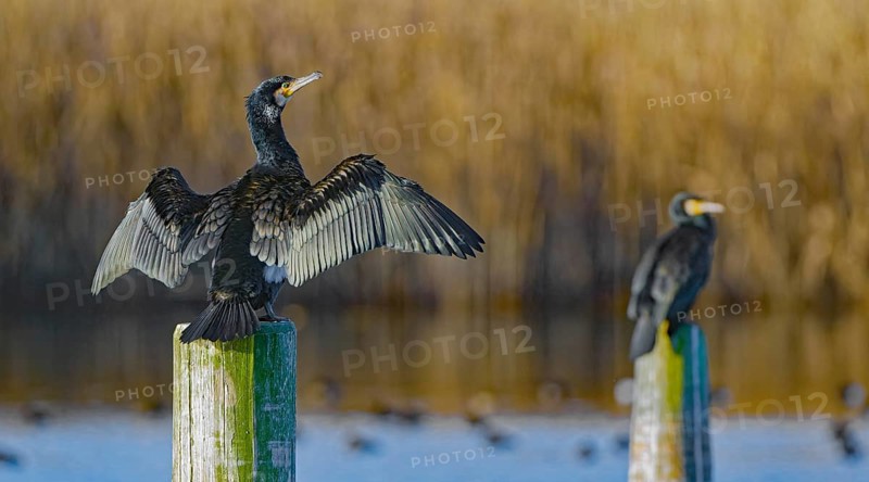 Great cormorant