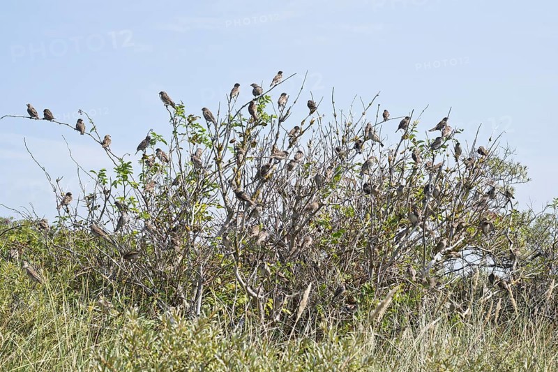 House sparrows