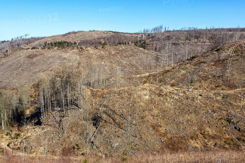 Environmental destruction Climate crisis Climate change Environment Destruction Landscape Nature Forest Dieback at the Brocken in the Harz Mountains