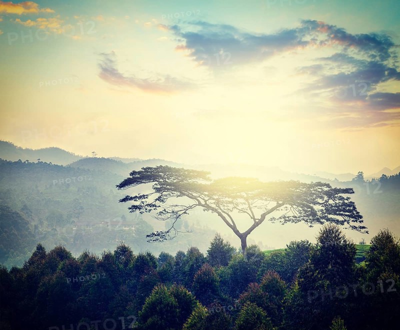 Vintage retro hipster style travel image of lonely tree on sunrise in hills. Kerala