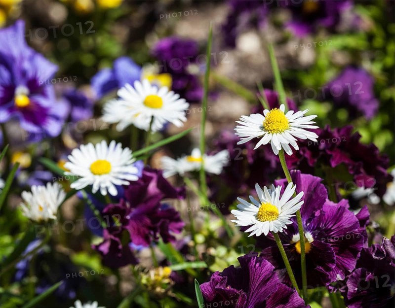 Blooming field flowers