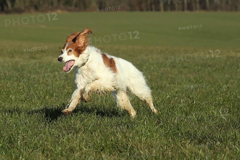 Hunting dog Irish Setter