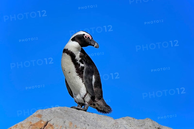African penguin