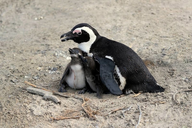 African penguin