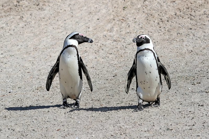 African penguin