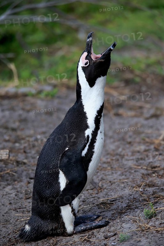 African penguin