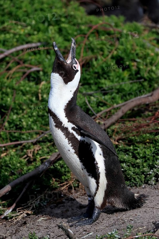 African penguin