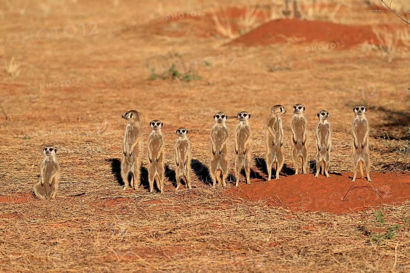 Meerkats