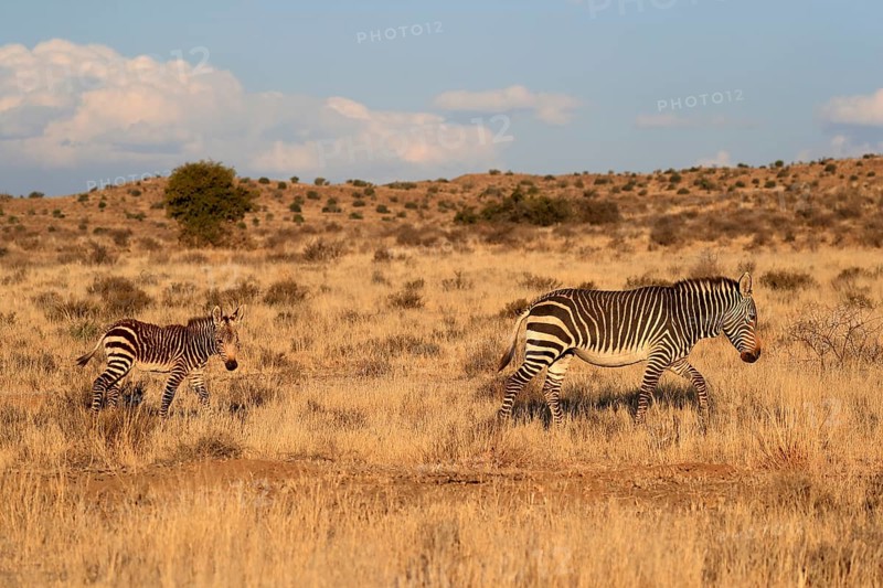 Cape Mountain Zebra