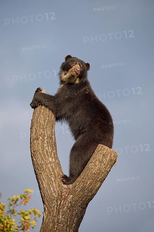 Sun bear