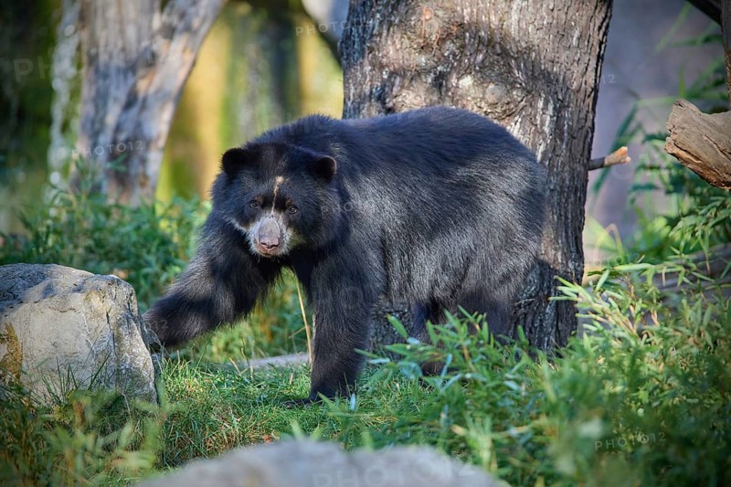 Sun bear