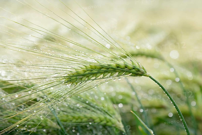 Barley