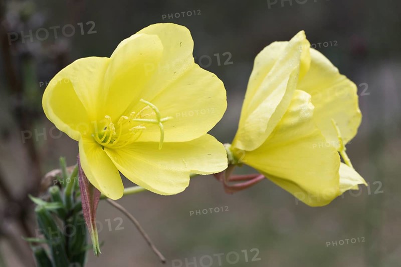 Common evening primrose