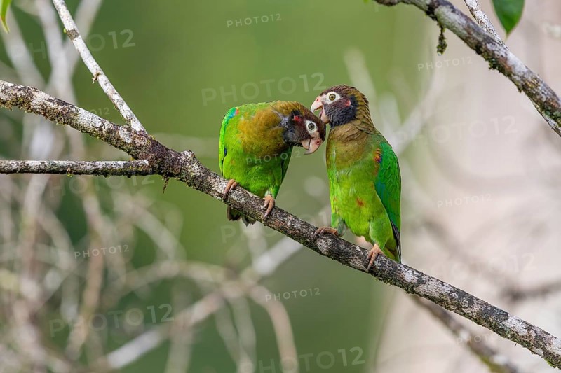 Brown-hooded parrot