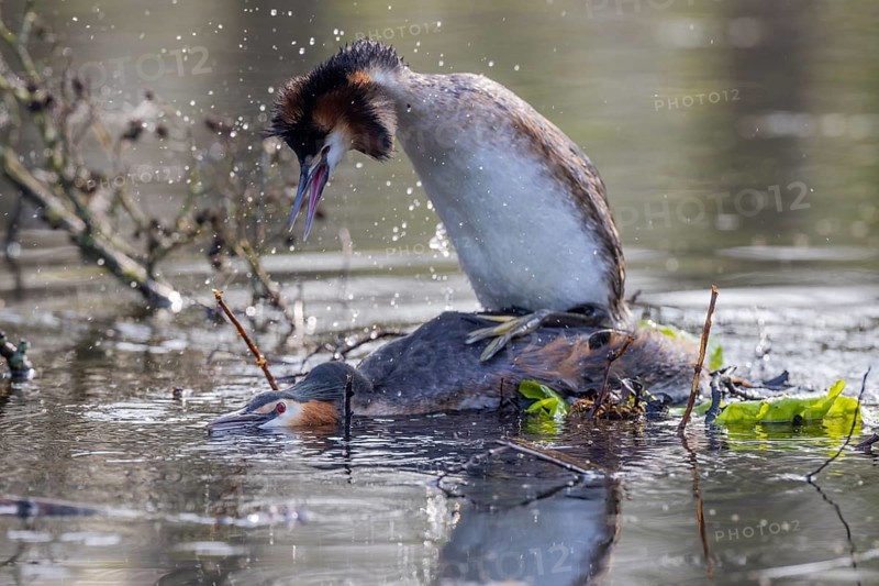 Great Crested Grebe