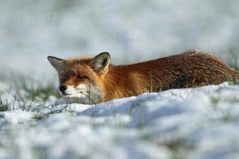 Red fox