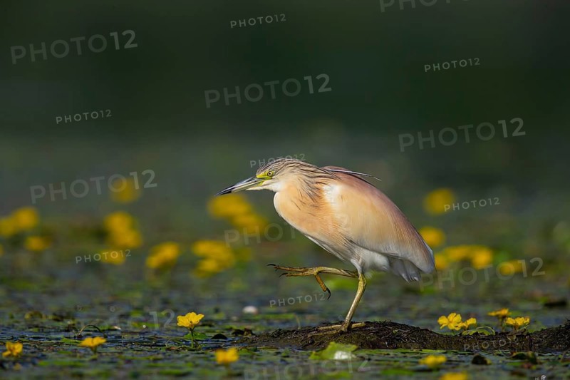 Squacco heron