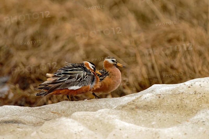 Thor's grouse