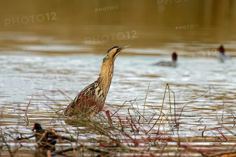 Eurasian bittern
