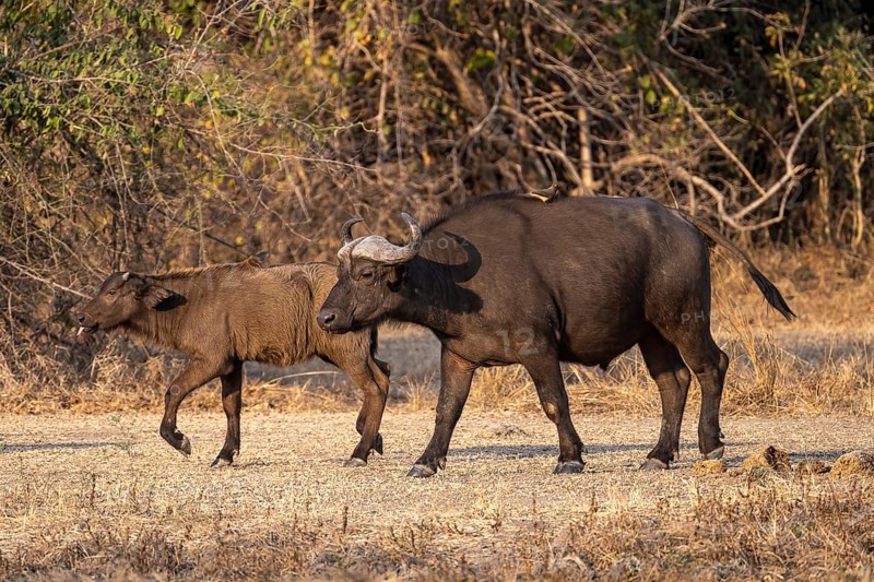 African buffalo