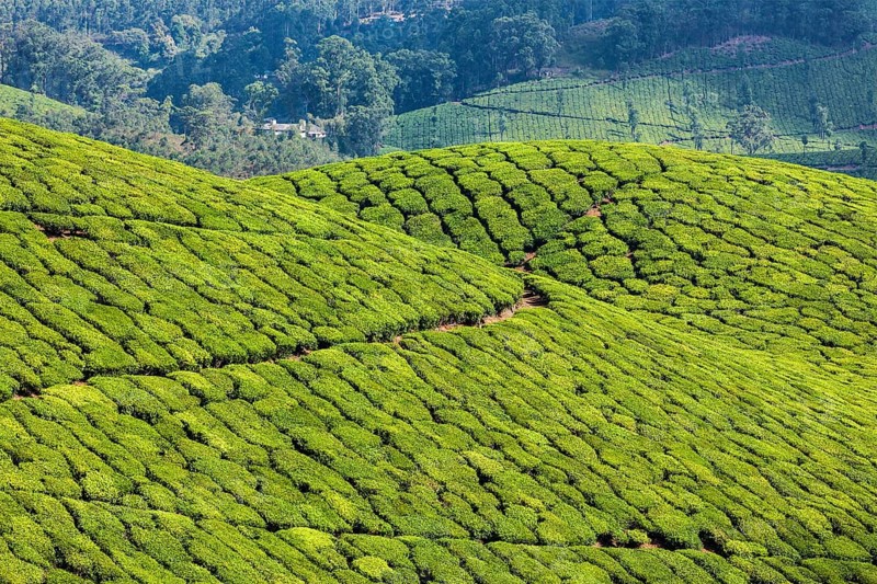 Kerala India travel background