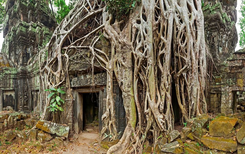 Panorama of ancient stone door and tree roots