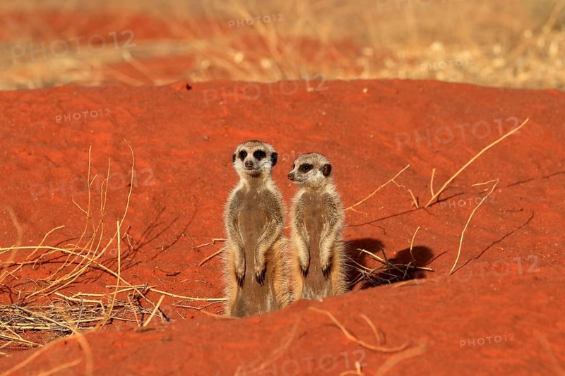 Meerkats