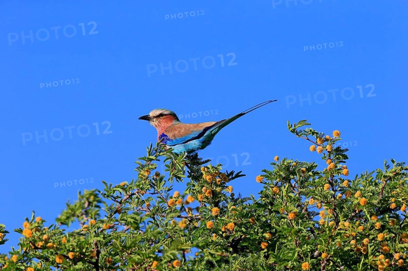 Lilac-breasted roller