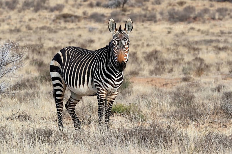 Cape Mountain Zebra