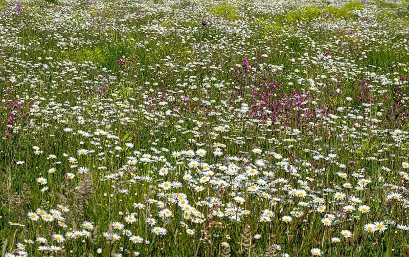 Flower meadow with flowering marguerites