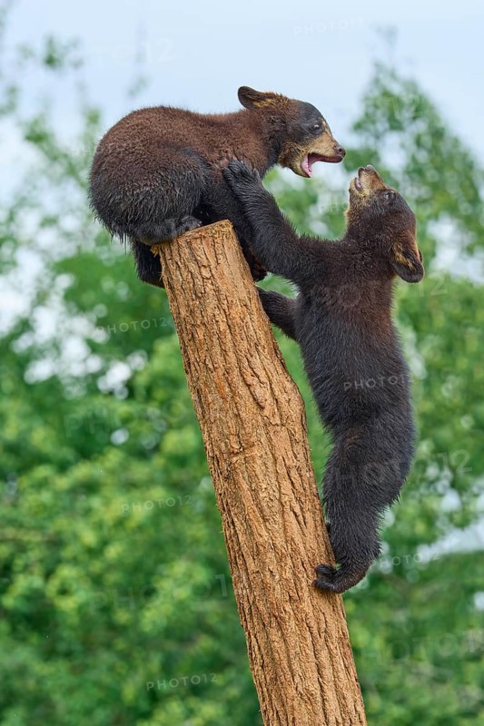 Black bear