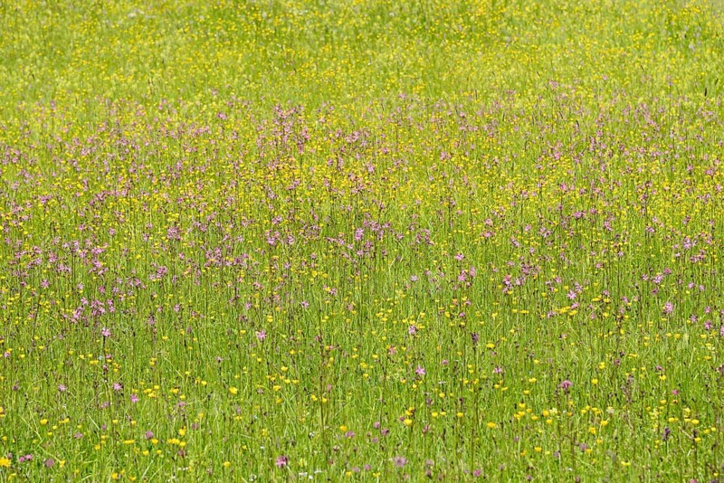 Mountain meadow with wildflowers