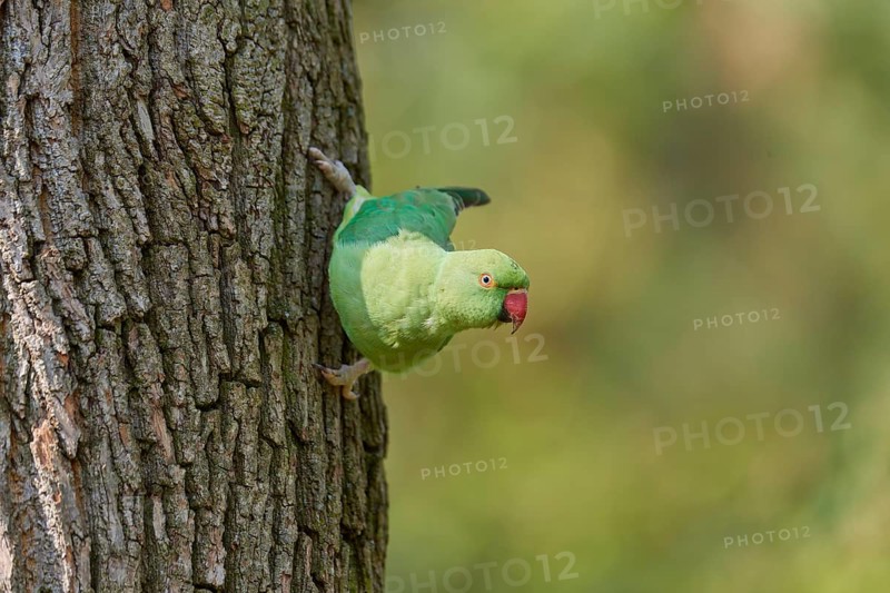 Rose-ringed parakeet