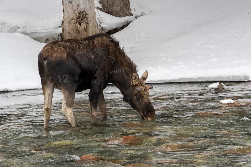 A bull moose drinks in a river in winter. Alces americanus