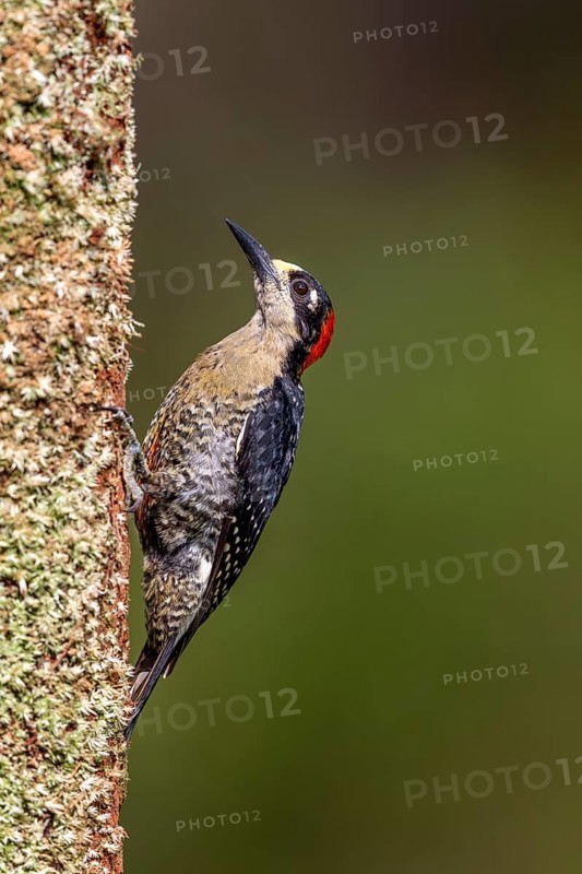 Black-cheeked woodpecker