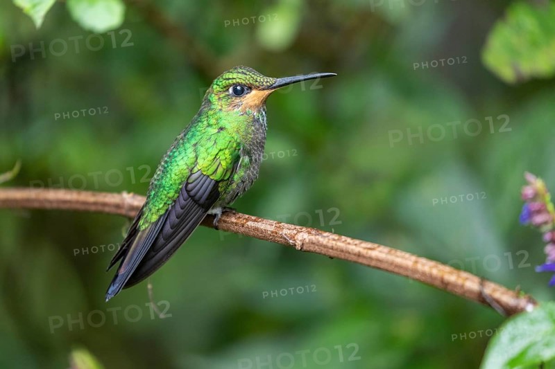 Green-crowned brilliant
