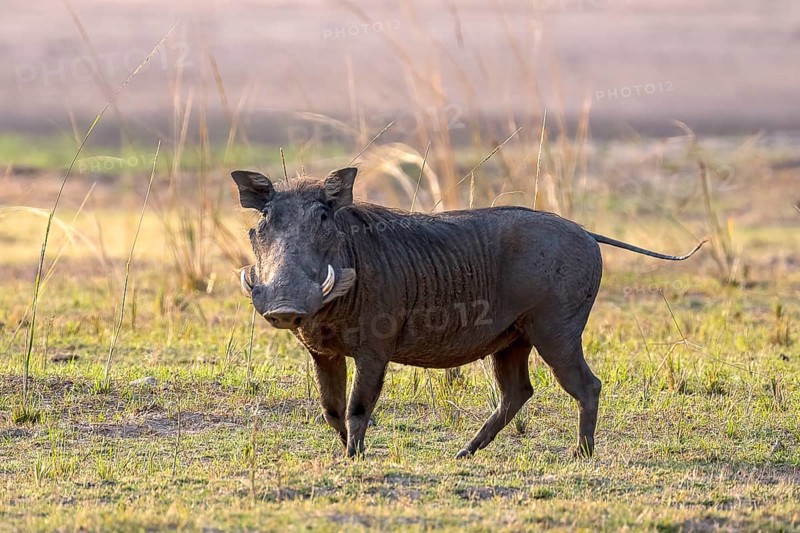 Common warthog