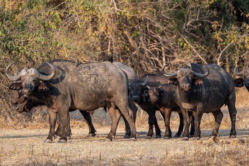 African buffalo