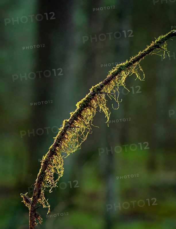 Macro shot of branch with moss in forest