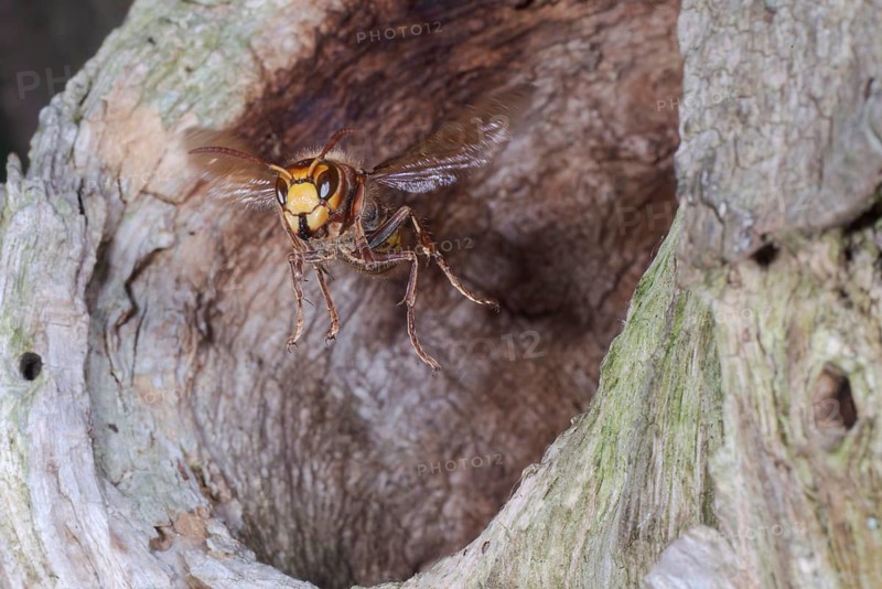 European hornet