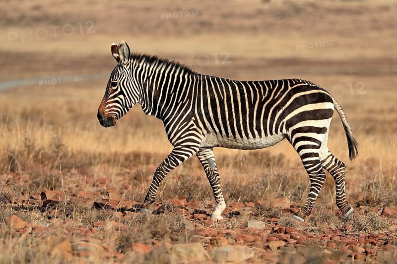Cape Mountain Zebra