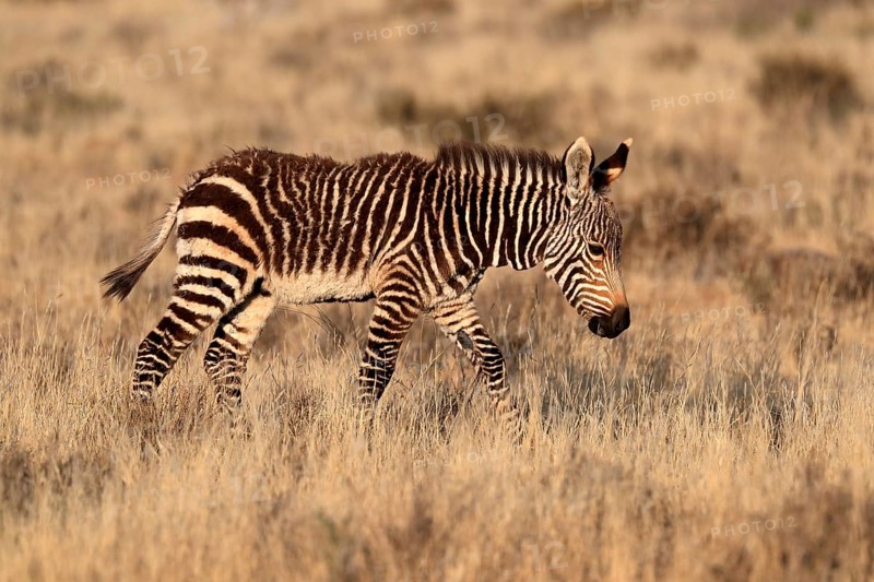 Cape Mountain Zebra